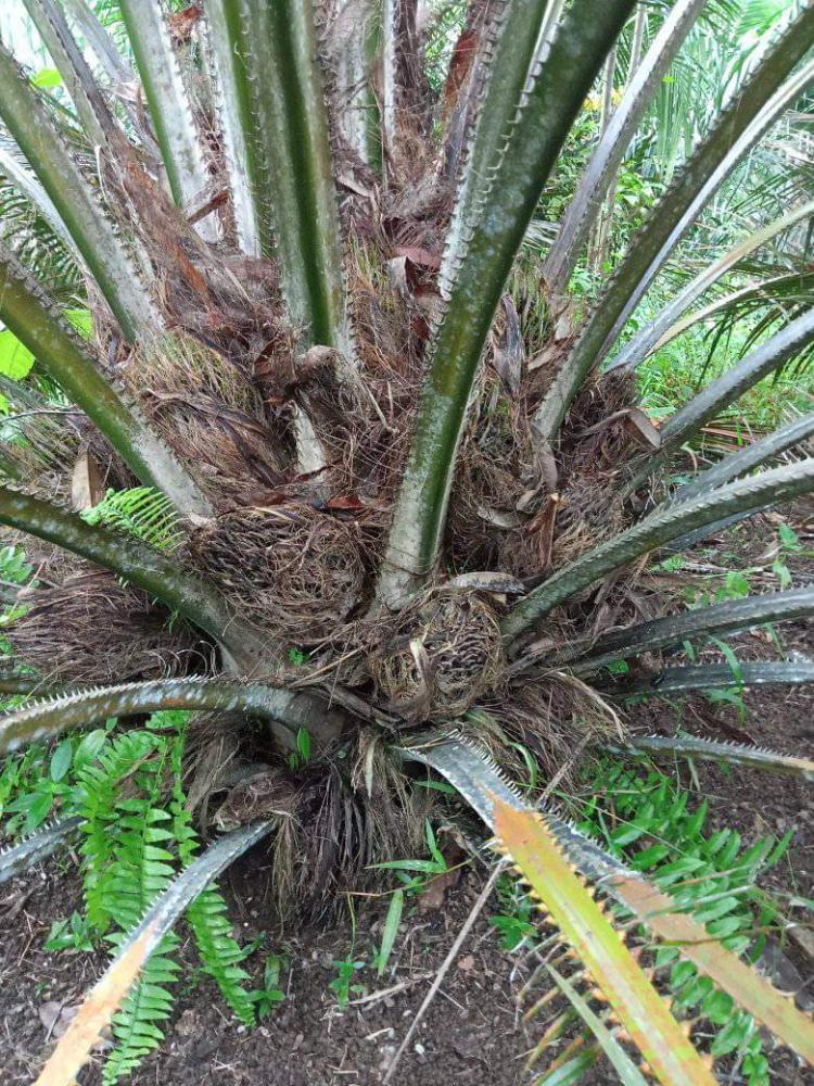 Petani Mengeluh Sawitnya Selalu Busuk, Disarankan Lakukan ini
