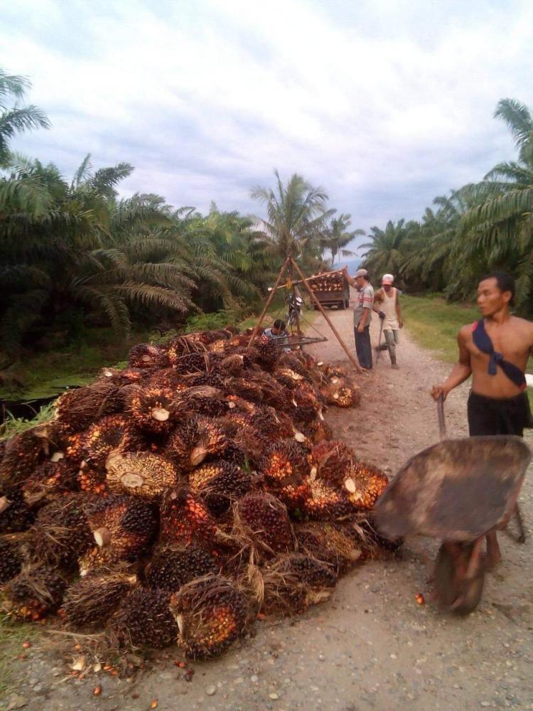 Pungli di PKS Masih Marak, Toke dan Petani Sawit Pasrah tapi Tak Rela