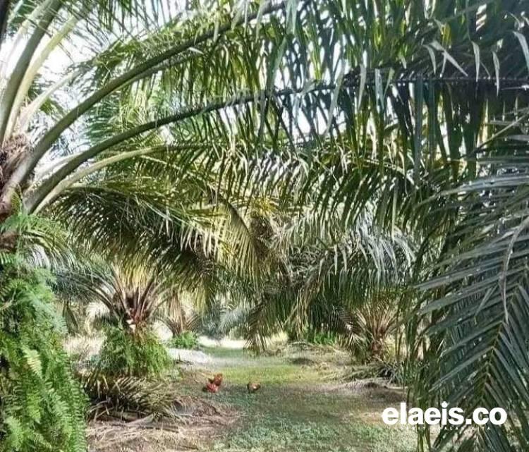 Soal PSR, Ini yang Harus Dilakukan Pusat 