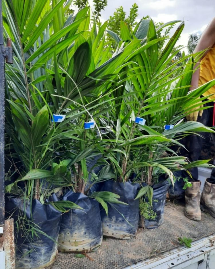 Tingkatkan Produksi, Petani Diminta Tanam Bibit Sawit Bersertifikat 