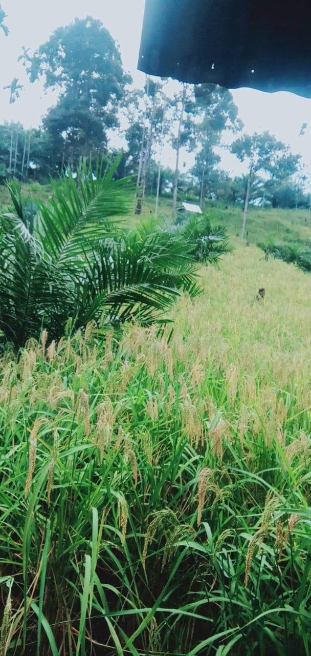 Petani Panen 8 Ton Padi Darat di Kebun Kelapa Sawit