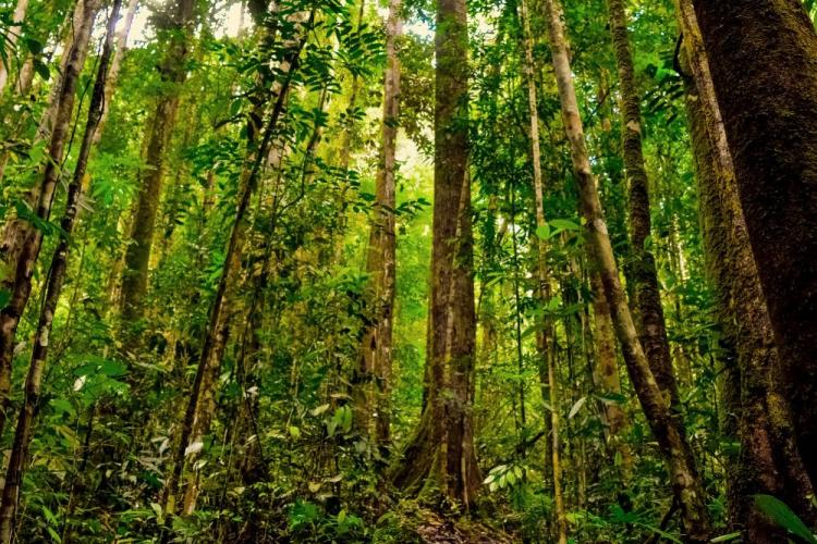 Desak Percepatan Penetapan Kawasan Hutan, DLHK Riau: Progresnya Baru 48 Persen 