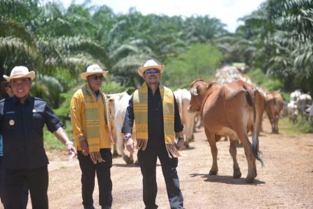 PBS Sawit dan Peternak Diminta Genjot Siska Ku Intip
