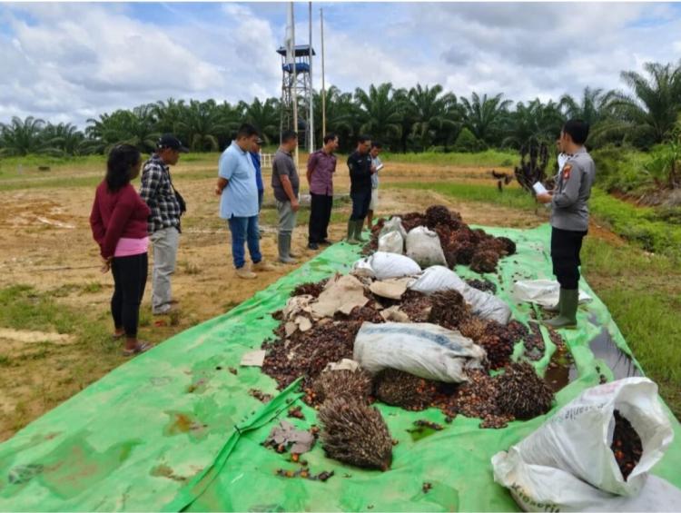 Disidang Adat, ini Sanksi Bagi Pencuri Sawit Perusahaan