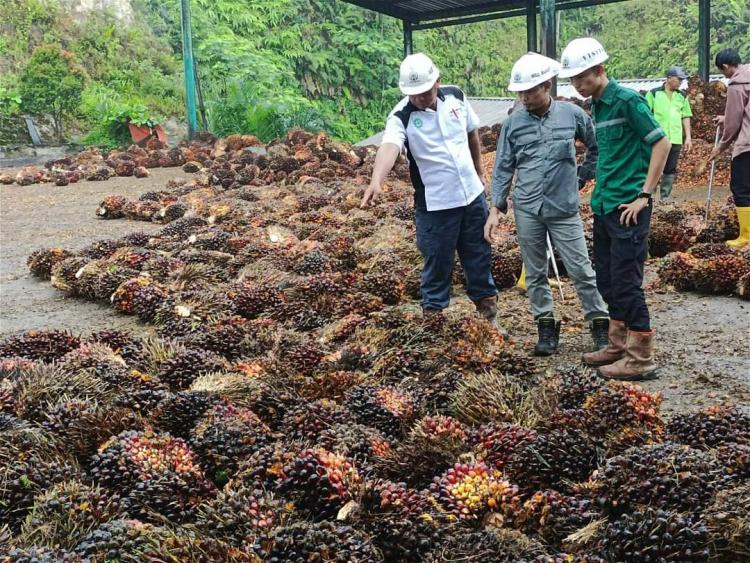 Jaga Kualitas CPO, PT BSL Tolak Buah Sawit Mentah