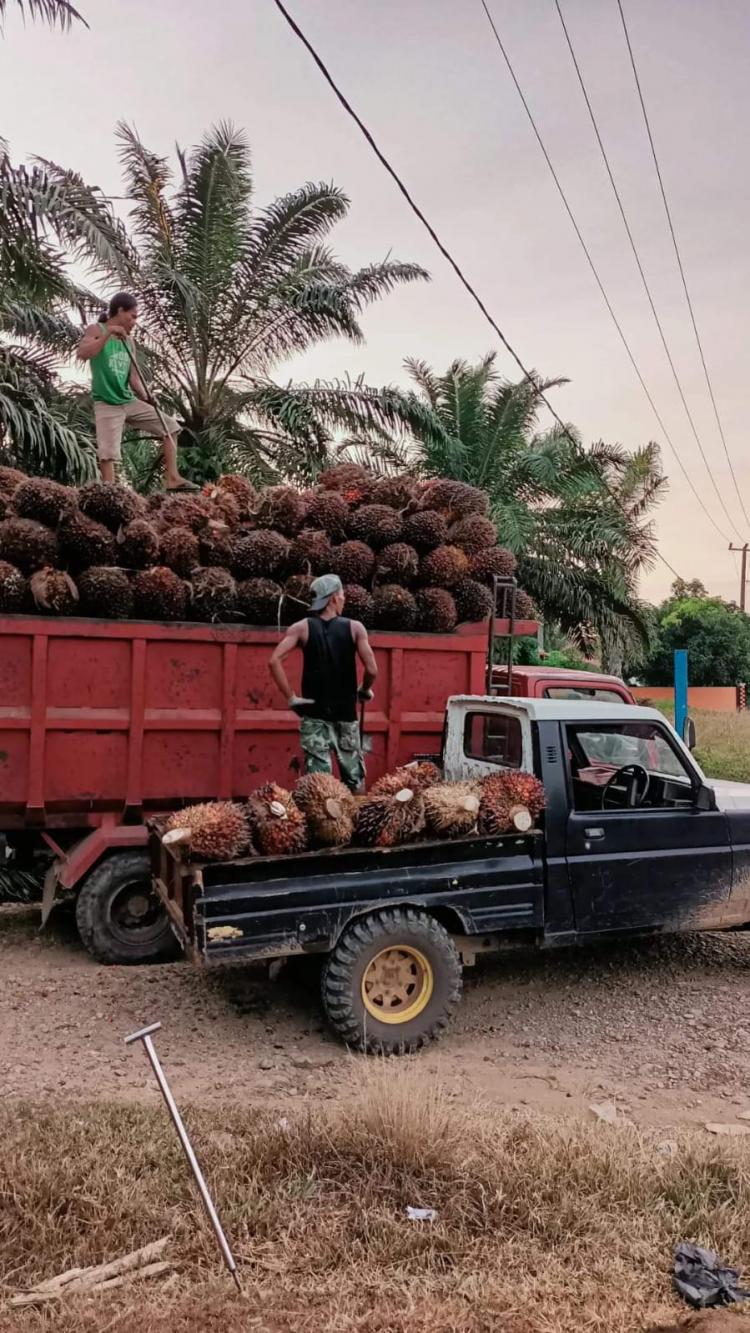 Untung Makin Tipis, Petani Keluhkan Biaya Panen