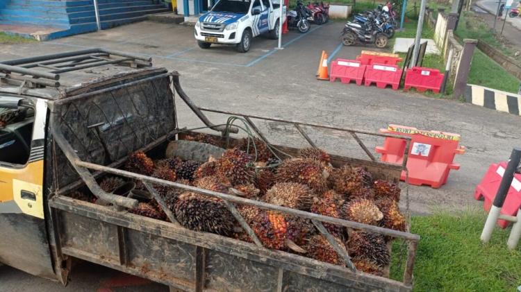 Harga Naik, Petani Khawatir Ninja Sawit Makin Agresif
