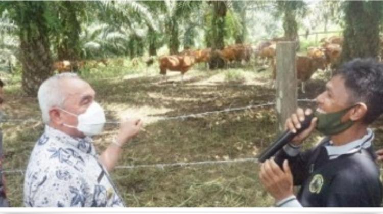 Petani Sawit ini Girang, Sapi yang Dipeliharanya di Kebun Laku Rp 24 Juta