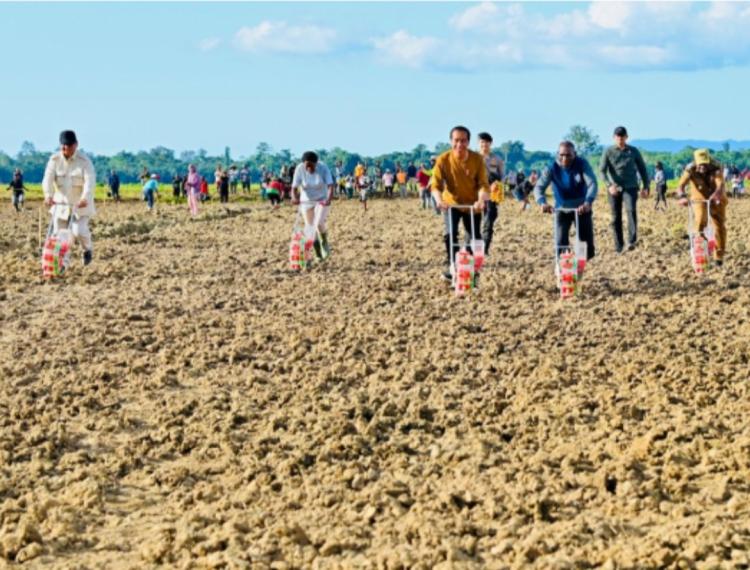 Ribuan Hektar Eks Kebun Sawit di Papua Disulap Jadi Kebun Jagung