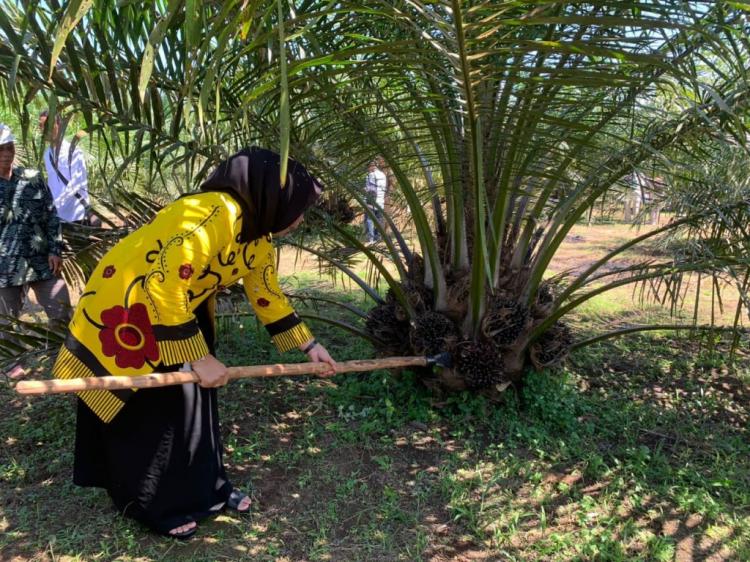 Berjalan Sejak 2020, ini Manfaat PSR yang Dirasakan di Bengkulu Tengah