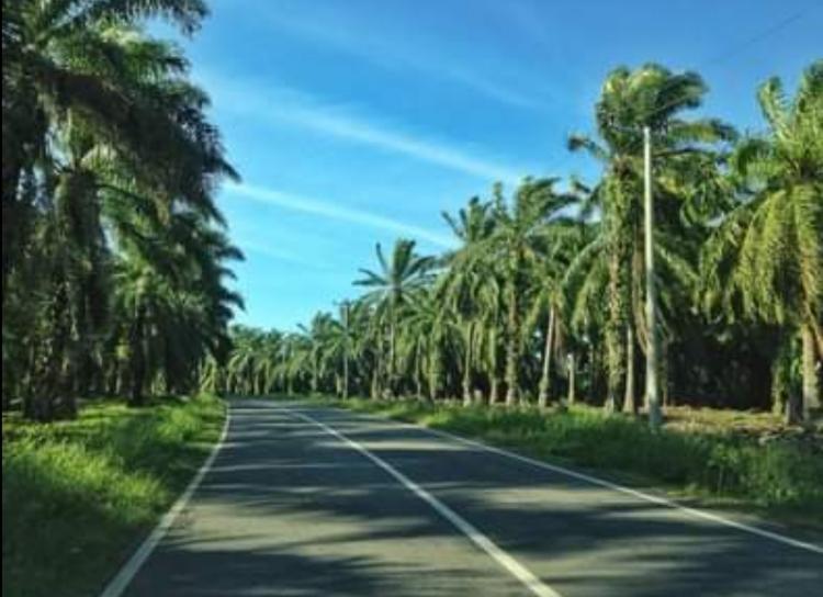 Sejumlah Pihak Minta Izin HGU Perusahaan Sawit ini Dicabut