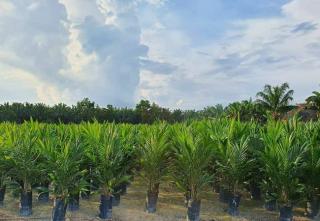 500 Hektar Kebun Sawit di Keerom Direplanting, DPW Apkasindo Papua: Segera Dieksekusi