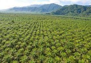 Petani Sawit di Papua Butuh PKS, Apkasindo: Berat di Ongkos