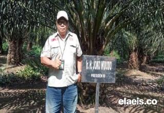 Aturan Lindung Gambut Dicabut, Ribuan Kebun Kelapa Sawit di Jambi Siap PSR