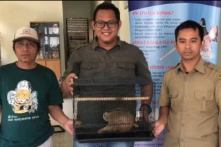 BKSDA Riau Terima Seekor Kukang dari Masyarakat, Kondisinya Sehat dan Baik