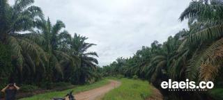 Aspek-PIR Dukung Pemkab Ketapang Replanting 1.000 Hektare Kebun Sawit