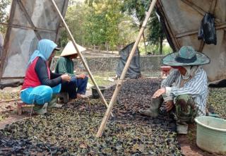 2 Juta Hektar Lahan Gambut Terdegradasi di Riau, Ini Opsi yang Ditawarkan DLHK
