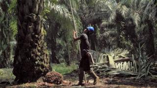 Palm Co Bakal Perkuat Industri Sawit dari Hulu hingga Hilir 