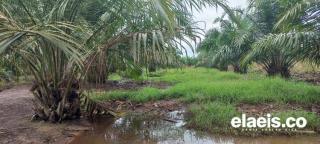 Gulma! Rugikan Petani Sawit, Untungkan Peternak