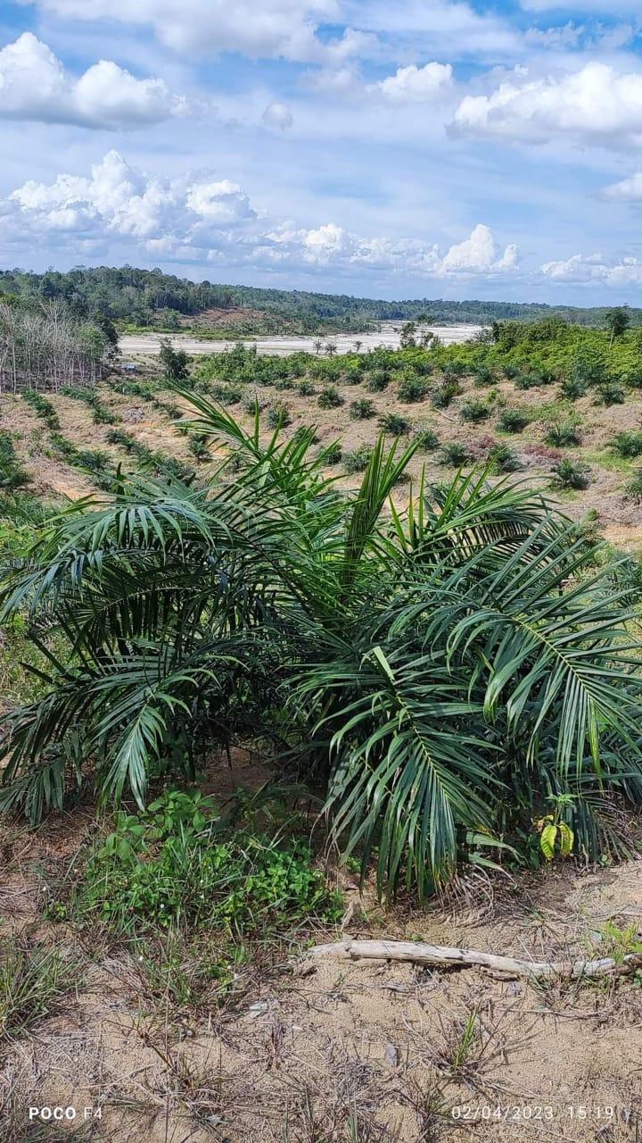 Rawan Diselewengkan, Petani Sawit Minta Pengawasan PSR Diperketat