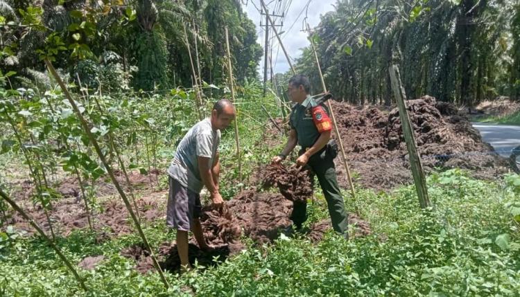 Dandim Bengkulu Ajak Petani Pupuk Tanaman Pakai Jangkos