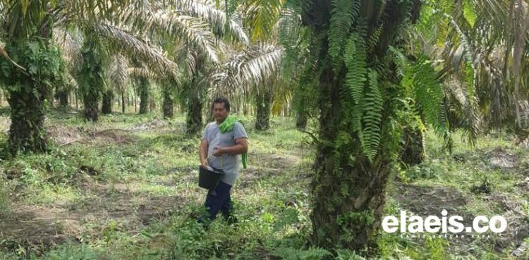 SAMADE: BPDPKS Harus Diberi Power untuk Urus Industri Sawit Indonesia
