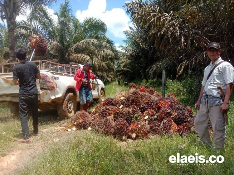Guntur Tak Pernah Nyesal Jadi Petani Sawit