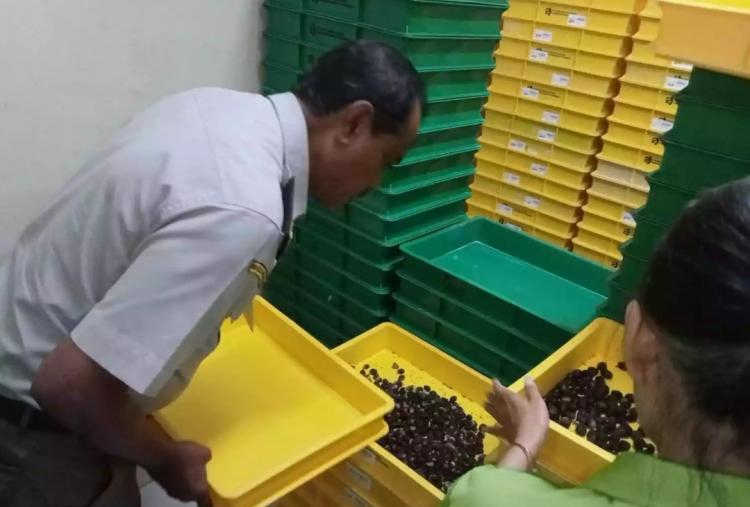 Ribuan Benih Sawit Asal Riau Terbang Hingga ke Honduras