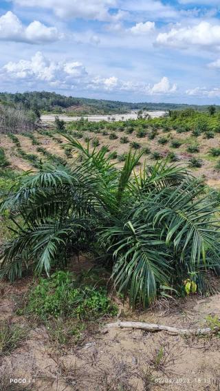 Rawan Diselewengkan, Petani Sawit Minta Pengawasan PSR Diperketat