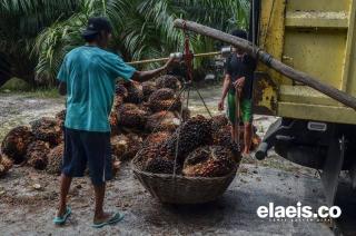 Terus Turun, Harga TBS Sawit di Riau Kini Tinggal Rp 2.729/Kg