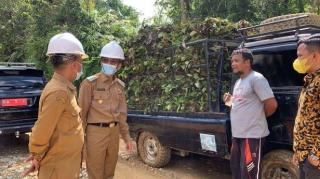 Harga Gambir Terus Membaik, Petani: Belum Kepikir Pindah ke Sawit