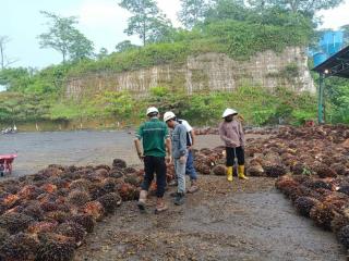 Petani Diingatkan Tidak Memanen Buah Sawit Mentah
