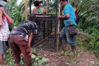 Masuk Perangkap, Seekor Harimau Sumatra Dievakuasi dari Perkebunan Sawit
