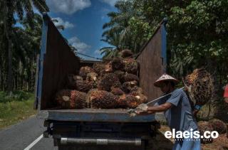 Sepanjang April, Segini Harga TBS Kelapa Sawit di Aceh