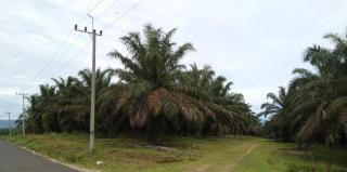 Kadisperinaker Klaim Pekerja Sawit di Limapuluh Kota Aman-aman Saja Menjelang Lebaran