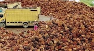 Permintaan Naik, PKS Diingatkan Tidak Turunkan Harga TBS