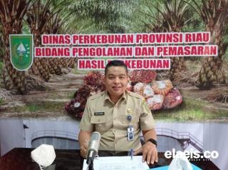 Aduh, Harga TBS Sawit Riau Turun Lagi Jelang Lebaran