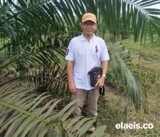 Libur Lebaran, Banyak Petani Sawit di Babel yang Belum Beraktifitas Lagi