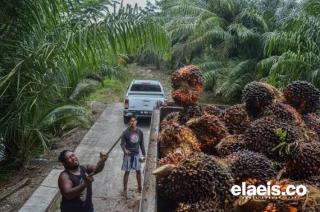 Sawit di Mukomuko Dihargai Rp1.700/Kg, Kadistan: Terendah Sepanjang 2023