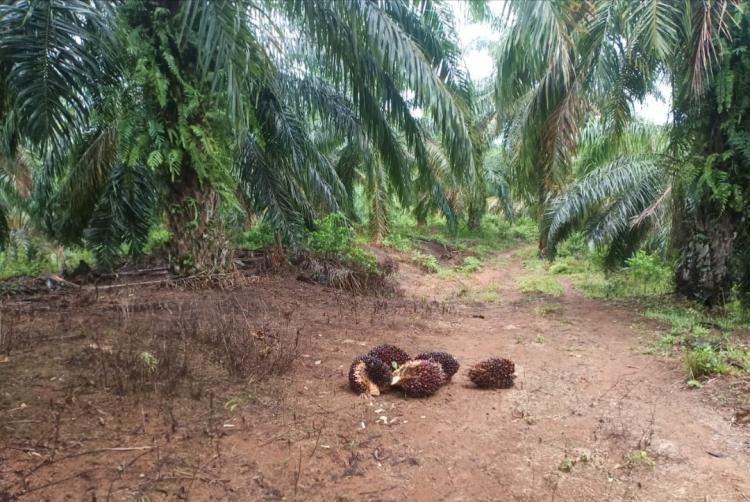 Habis Lebaran, Petani Sawit di Bengkulu Tengah Megap-megap