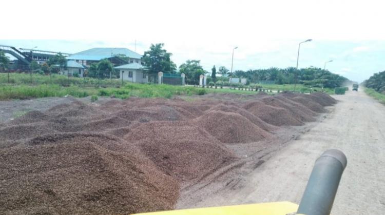 Kalsel Ajak Sawitpreneur Garap Potensi Bisnis Cangkang Sawit