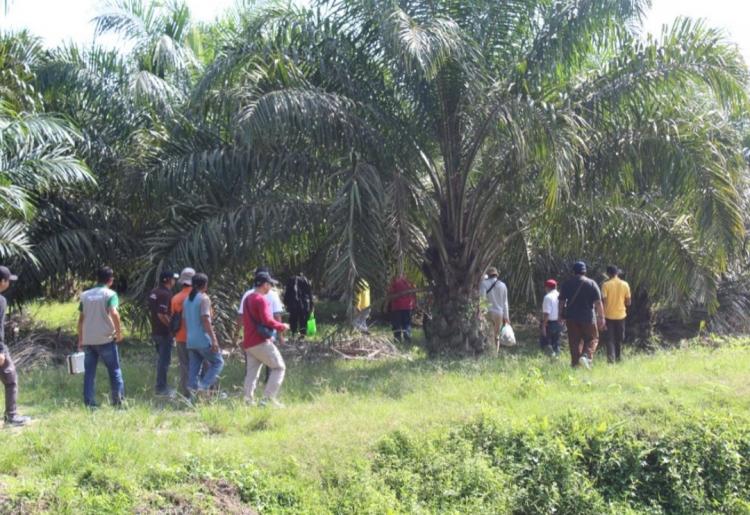 Perusahaan ini Nekat Berkebun Sawit di Tanah Negara, Begini Akibatnya