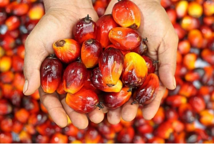 Pencuri Brondolan Makin Marak, Petani Minta Ram Liar Disikat