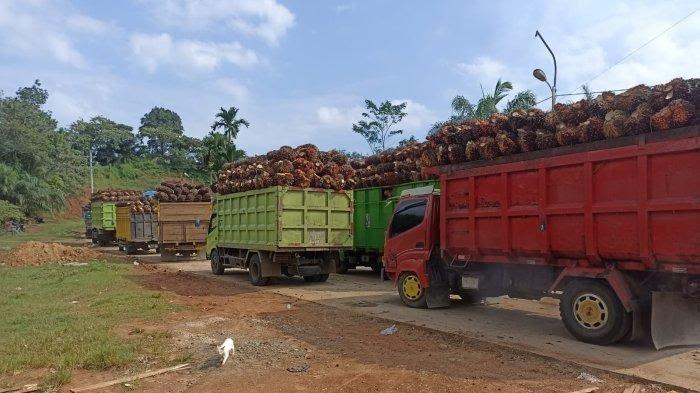 Pasokan Mulai Seret, PT PMS Naikkan Harga Supaya Dapat TBS