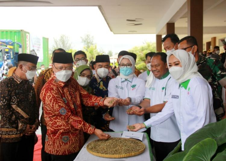 Petani Sawit di Bengkulu Iri, Harga TBS Anjlok di Saat Kopi Melejit