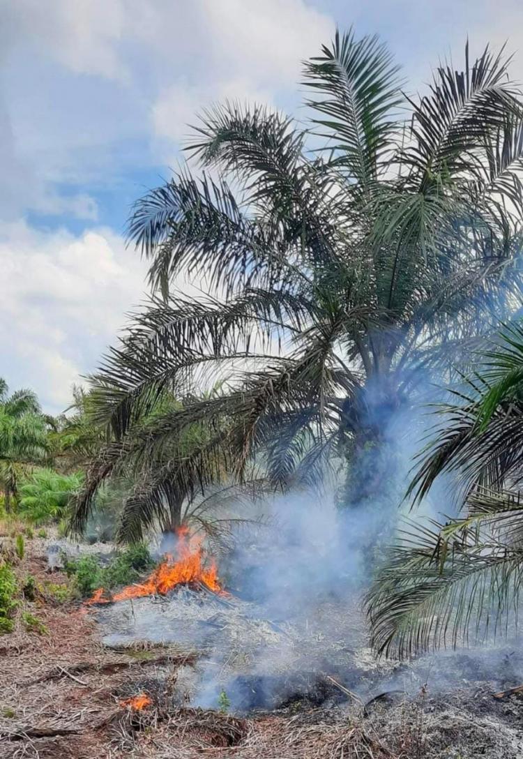 Petani Sawit di Bengkulu Tengah Was-was Kehilangan Mata Pencaharian