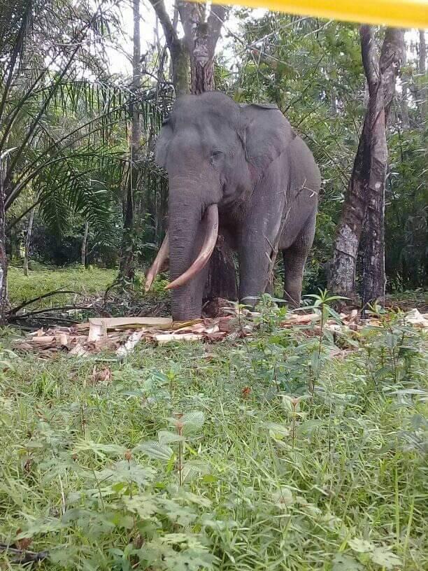 Habitat Gajah Sumatera di Bengkulu Utara Terdesak Perkebunan Sawit