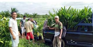Panas Ekstrem, Apa Kabar Program Replanting Sawit di Bengkulu?