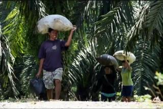 Tak Lindungi Buruh Kebun Sawit, Pemerintah Diminta Cabut UUCK