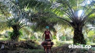 Rp9,8 Triliun Sudah Dikucurkan BRI untuk Perkebunan Sawit di Riau